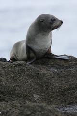 Arctocephalus tropicalis