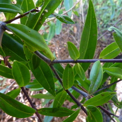 Veronica bishopiana