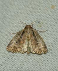 Archanara dissoluta