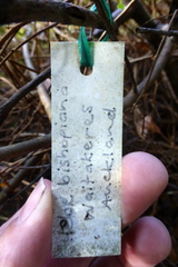 Veronica bishopiana