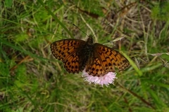 Boloria titania