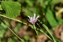 Scorzonera purpurea