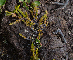 Harrimanella hypnoides