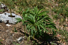 Helleborus multifidus