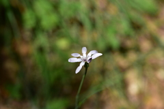 Scorzonera purpurea