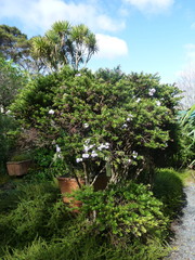 Veronica diosmifolia