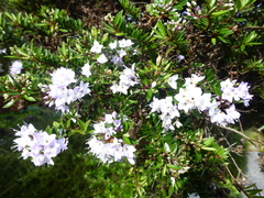 Veronica diosmifolia