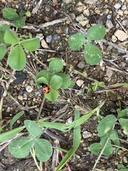 Coccinella septempunctata