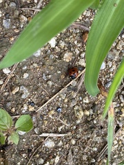 Coccinella septempunctata
