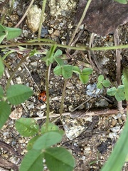 Coccinella septempunctata
