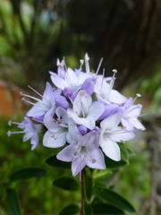 Veronica diosmifolia
