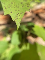 Vasates aceriscrumena