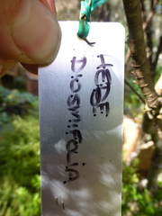 Veronica diosmifolia