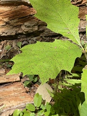 Vasates aceriscrumena