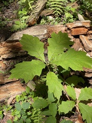 Vasates aceriscrumena