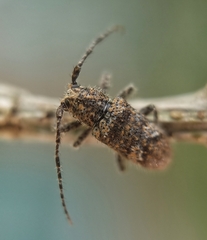 Prosoplus bankii
