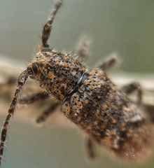 Prosoplus bankii