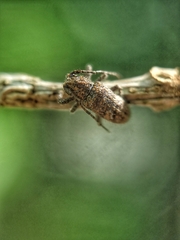 Prosoplus bankii
