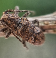Prosoplus bankii