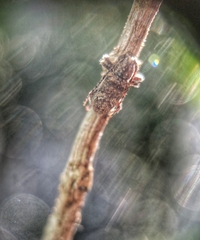Prosoplus bankii