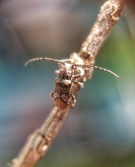 Prosoplus bankii