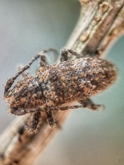 Prosoplus bankii