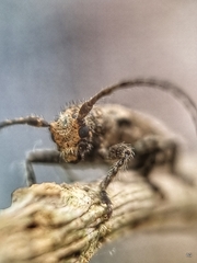 Prosoplus bankii