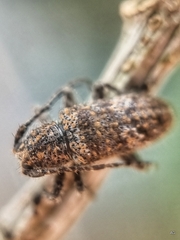 Prosoplus bankii