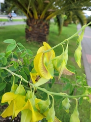 Crotalaria agatiflora