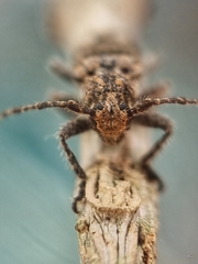 Prosoplus bankii