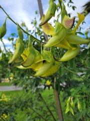 Crotalaria agatiflora