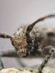 Prosoplus bankii