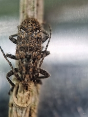 Prosoplus bankii