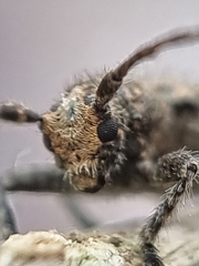 Prosoplus bankii