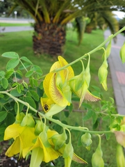 Crotalaria agatiflora
