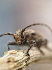 Prosoplus bankii