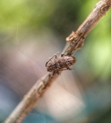 Prosoplus bankii