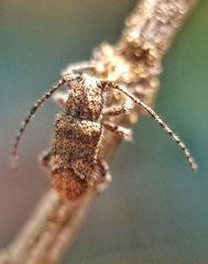 Prosoplus bankii