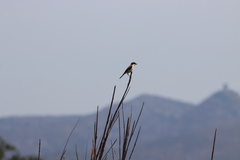 Lanius senator senator