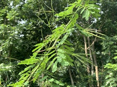 Desmanthus pernambucanus