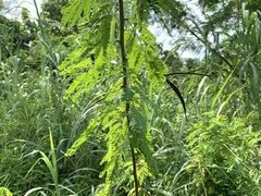 Desmanthus pernambucanus