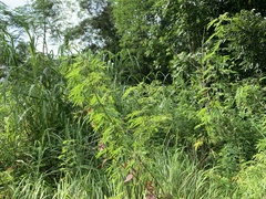 Desmanthus pernambucanus