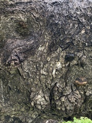 Eucalyptus viminalis cygnetensis