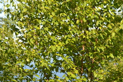 Betula cordifolia