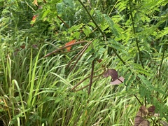 Desmanthus pernambucanus