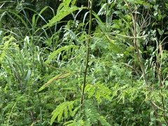 Desmanthus pernambucanus