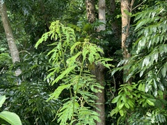 Desmanthus pernambucanus