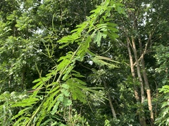 Desmanthus pernambucanus