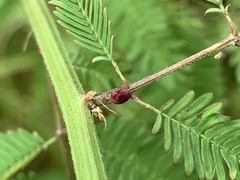 Desmanthus pernambucanus