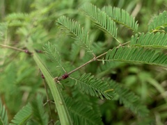 Desmanthus pernambucanus